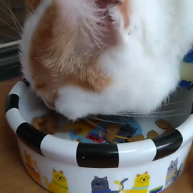 ヘアカットに行ったの画像