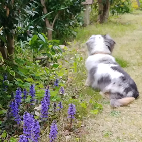 動画part2の画像