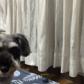 かくれんぼ（動画）の画像