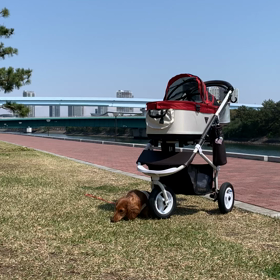 お利口さんの画像