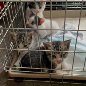 野良親子　その3の画像