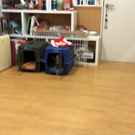 午前中は機嫌が良いパー子。の画像