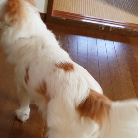 嬉しいねの画像