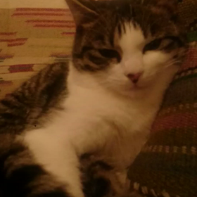 動かない動画の画像