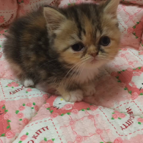 おはニャン！(動画)の画像