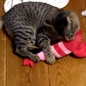 けりぐるみ！の画像