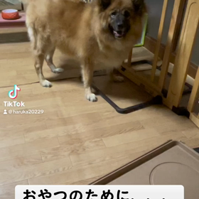 おやつのためにの画像