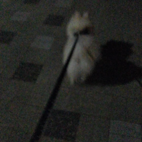 夜散歩の画像