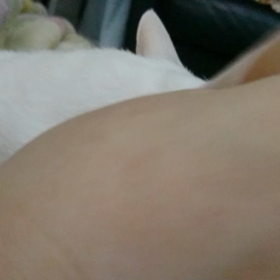 今日は猫の日の画像