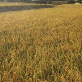 雨にも負けず、1分じゃ無理かと思ったけどそうでもなかった。の画像