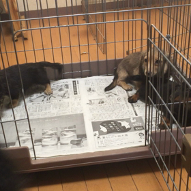 落ち着いて (¯―¯)の画像