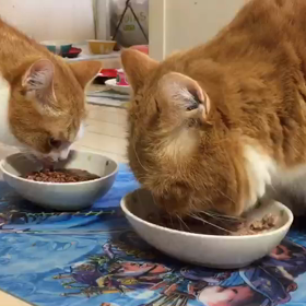 映っちゃった？心霊動画かな？猫動画かな？の画像