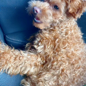 ピッタイの初めての夏の画像