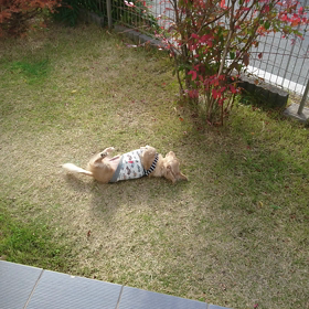 真似してね～!犬(ー_ー;)の画像