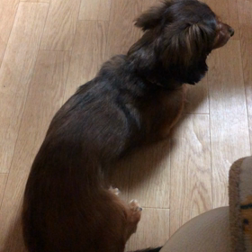 ちっぷくん、ソワソワ…の画像