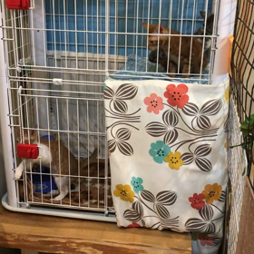 ふれあい譲渡会の画像