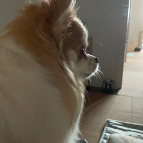 まめ太の遠吠えの画像