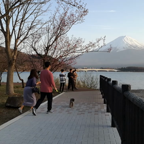 （●＾o＾●）　サクラ開花しました～河口湖の画像