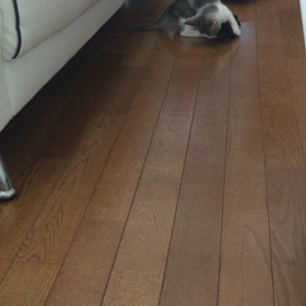 わがはいはいぬである。の画像