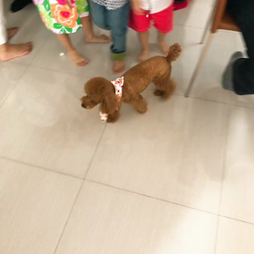 chinese new year day 2 part 2の画像