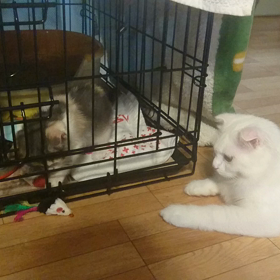 たまちゃんのお迎え決まって、１ヶ月半後の画像