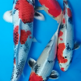 チョロキューの画像