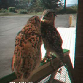 動画3本での画像