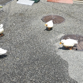 暑いので涼し気な画像を。の画像