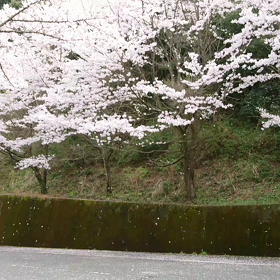 桜吹雪。の画像