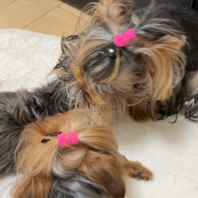 優しいねねの画像