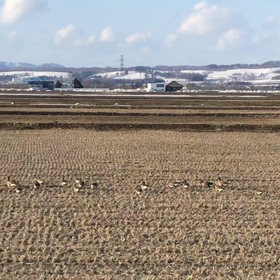 雪解けの水田にくる渡り鳥の画像