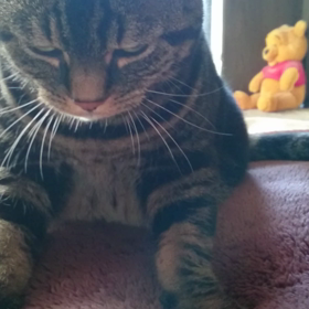 ﾋﾟｰﾁ...☆の画像