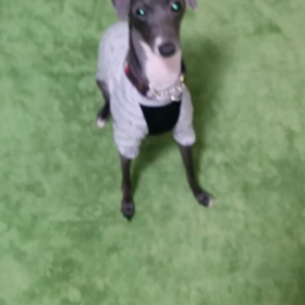 変わらないラピの画像