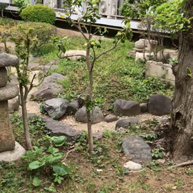 セビジャーナスつなぎの画像