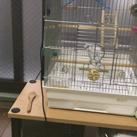 鳴いたー！の画像