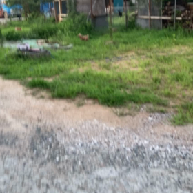 サリー山羊に会いに、、、の画像