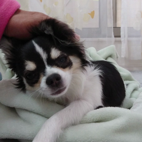 わんちゃんの施術、始める！？(笑)の画像