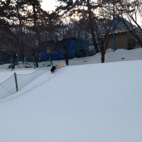 ワンボンとカレンの画像