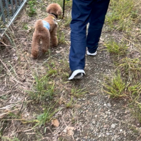 グイグイ歩くの画像