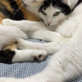 やっぱり暑さより、愛が勝つ？の画像