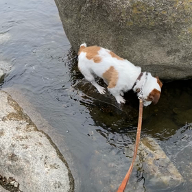 今日の散歩の画像