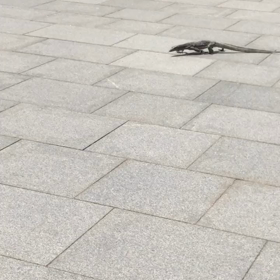 イグアナの画像