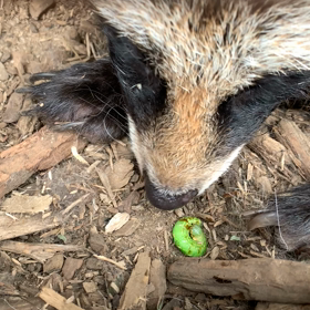 エゾタヌキ飼育日誌（R1.7.26）の画像