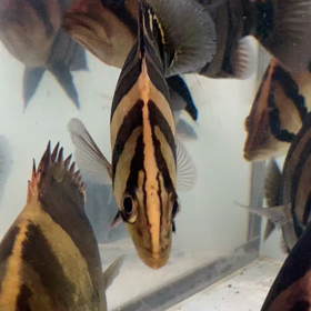 スマトラタイガー複数入荷！の画像