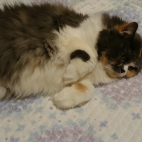 ゴロゴロタイム❗の画像