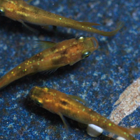 ①個体9/3（土）終了分、6商品！の画像