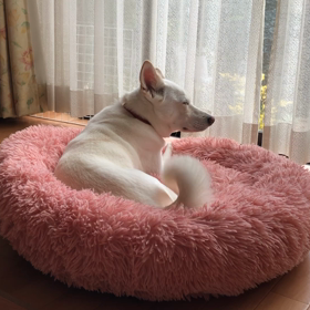 ぶるんぶるんの画像