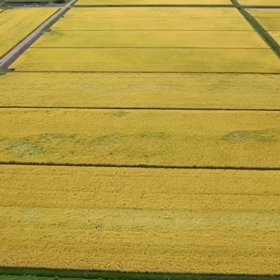 実りの秋の画像