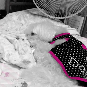 今日もくぅーたん朝からお散歩終わってねんねしてますよこの寝顔ずっと見てられるの画像