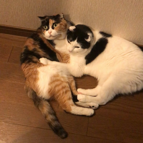 暑い…とか関係にゃいの画像